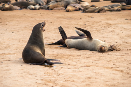 sea seals colony at Cape Cross in Namibiaの写真素材