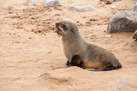sea seal cub calls for mother on sand beach at Cape Cross in Namibiaの写真素材
