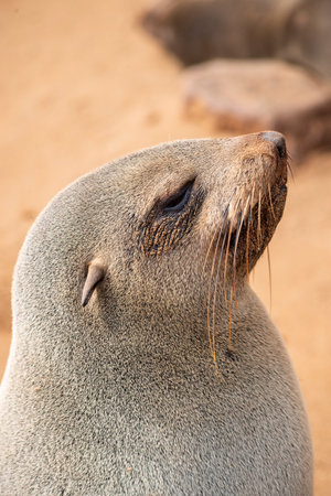 beautiful sea seal on the Cape Cross in Namibiaの写真素材