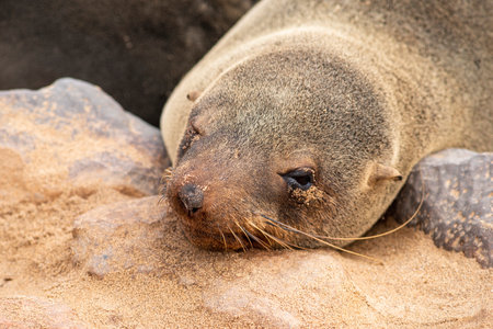 sea seal sleeping at the Cape Cross in Namibiaの写真素材