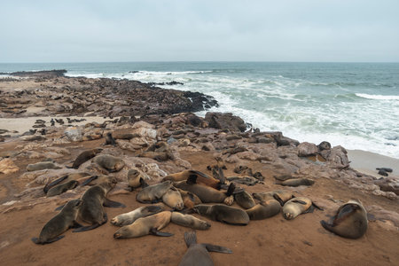 sea seals colony at Cape Cross in Namibiaの写真素材