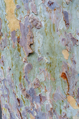 colorful detailed bark texture of big sycamore treeの写真素材
