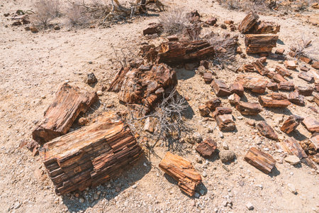 broken pieces of ancient petrified tree in desert of Namibiaの写真素材