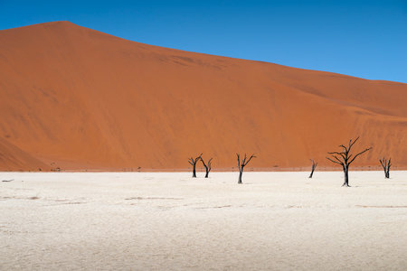 bright Deadvlei landscape with many dead trees and red sand dune in Namibiaの写真素材