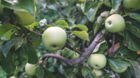 many green apples ripening on tree branches by summerの写真素材