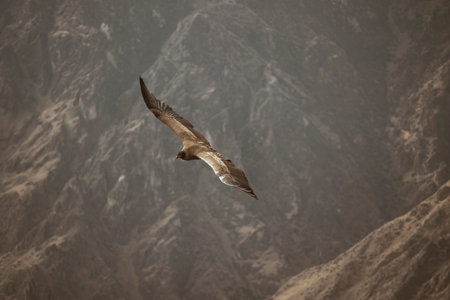condor flying over Colca river canyon in Peru