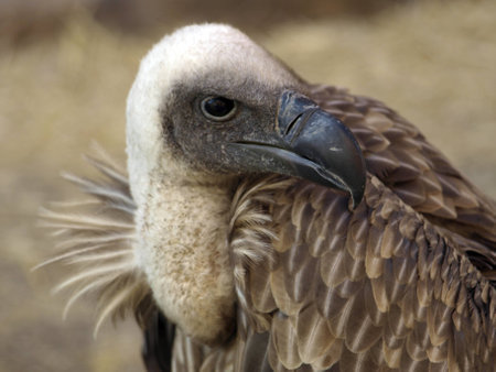 Buitre africano, Gyps africanus の写真素材