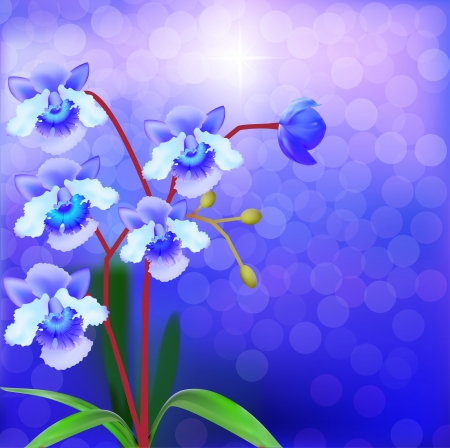 illustration Bush Orchid violet on a luminous backgroundのイラスト素材