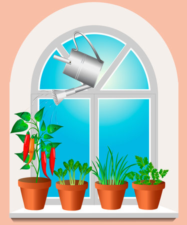 Illustration harvest on the windowsill growing chili peppers watering from a watering canのイラスト素材