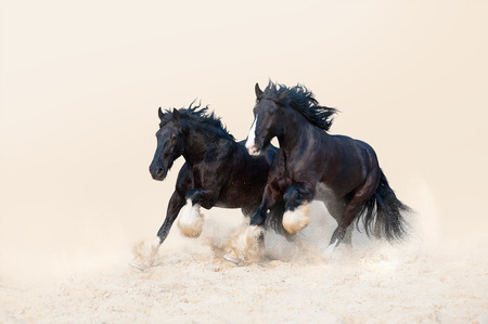 Two beautiful black stallion galloping in the sand on a light neutral background. Herd of horses in the yellow sandsの写真素材