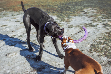 Two young hounds cane corso and an American Staffordshire terrier play with a toy on the street. Dogs compete in constrictions.の写真素材
