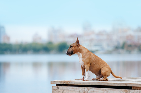 Beautiful red and white dog breed mini bull terrier sitting on a wooden pier on the river and on the background of the city. portrait of a dog, which looks into the distanceの写真素材