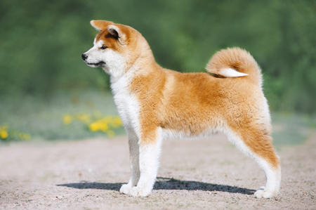 Akita Inu puppy conformation. Red furry dog on a green backgroundの写真素材