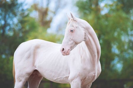 Portrait of a beautiful horse of Akhal-Teke breed  of green foliageの写真素材