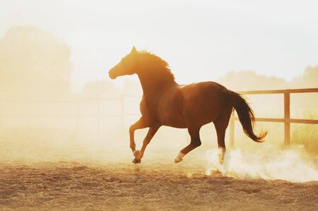 The horse runs in pili against the sunset. Strength of a horse at a gallop.の写真素材