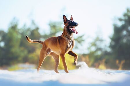 A beautiful orange Malinois dog playfully raised its paw. Dog happily posing on the beach in the sandの写真素材