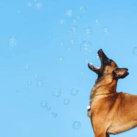 Malinois breed dog catches soap bubbles on a blue sky background. Shepherd plays with ballsの写真素材