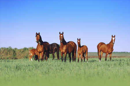 A herd of young horses are beautiful on a sunny meadow with tall grass. Horses grazing on a neutral background sceneryの写真素材