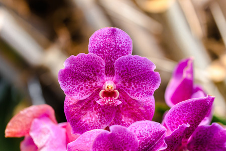 Beautiful and colorful orchid flowers in the gardenの写真素材