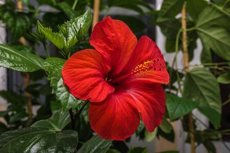 Red chinese hibiscus flower on the background of green leavesの写真素材