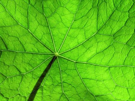 nasturtium leaf, detailedの写真素材