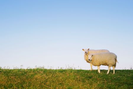 two sheep standingの写真素材