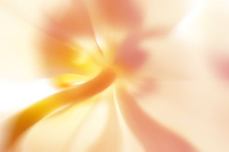 abstract flower,  backlited. close-up shot with some blur addedの写真素材