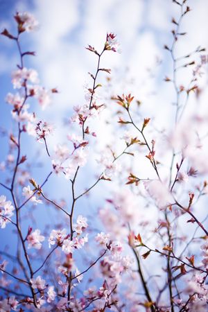 blossoming tree close-up, full-open aperture, shallow DOF