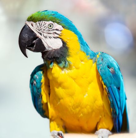 close up shot of macaw parrot, shallow DOF, focus on the bird's eye