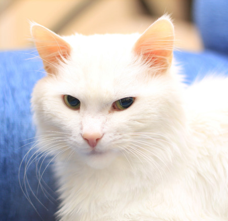 The white cat.の写真素材