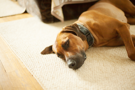domestic dog laying in the hallway on the floorの写真素材