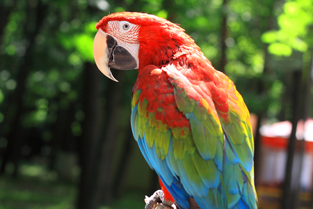 close up. parrot macaw sitting on a branchの写真素材