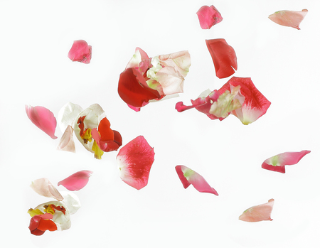 abstract background of pink petals.photo with place for textの写真素材