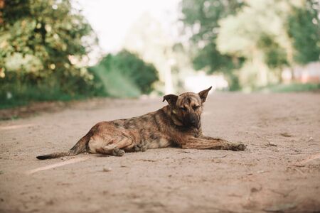 cute homeless dog lying on the roadの写真素材