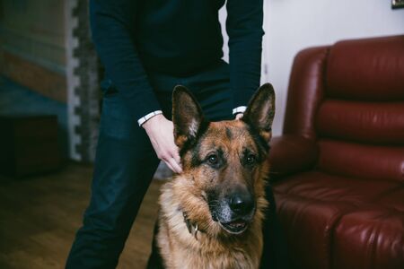 close up. beautiful dog breed German shepherd.の写真素材