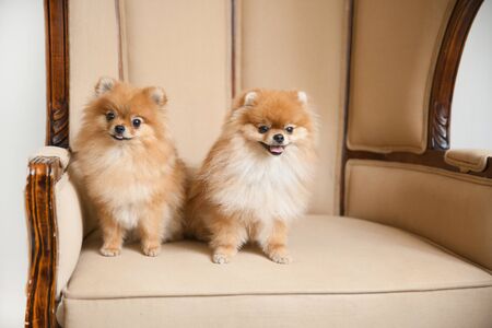 pair of cute Spitz dogs sitting on the wedding throneの写真素材