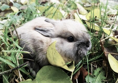 close up.little grey rabbit sitting on the grass. favorite Petsの写真素材