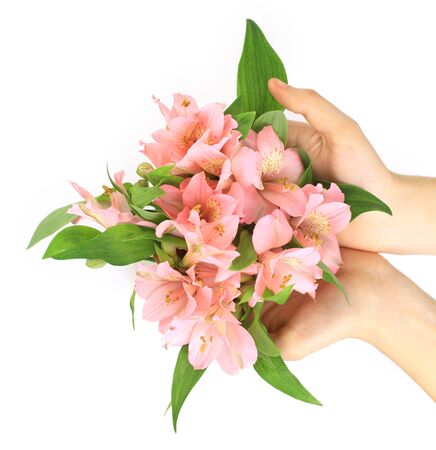 Pink flowers lily isolated over whiteの写真素材