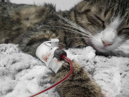 close up.sick cat is given a blood transfusion.の写真素材