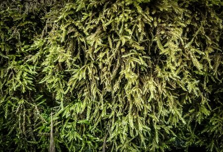 close up.a fragment of land covered with lichen . natural backgroundの写真素材