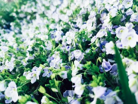 background of flowers snowdrops in a clearing in the spring forest.の写真素材
