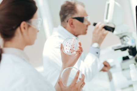 close up. biologists research bacteria in a Petri dish.の写真素材
