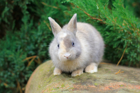 grey rabbit with blue eyes sitting on a rock.の写真素材
