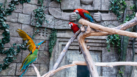green - winged and blue-yellow macaw, Lat. Ara.の写真素材