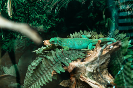 Striped Fijian iguana, lat. Brachylophus fasciatus,listed on the IUCN Red listの写真素材