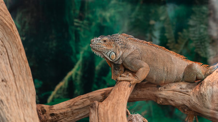 common green iguana in the terrarium. lat.Iguana iguanaの写真素材