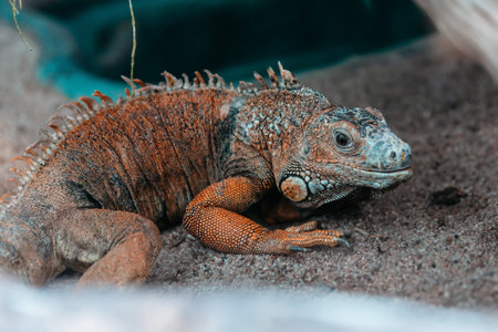 close up. common green iguana in a terrarium.の写真素材