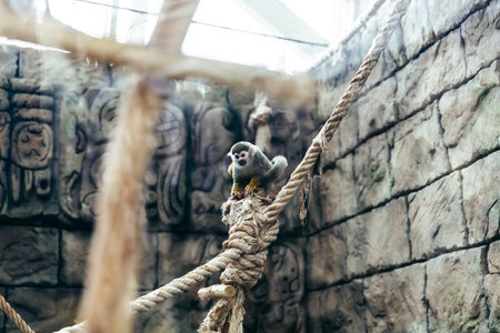 squirrel common squirrel monkeys at the zoo.