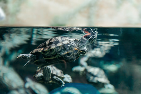 close up. red-eared turtle in the aquarium.の写真素材