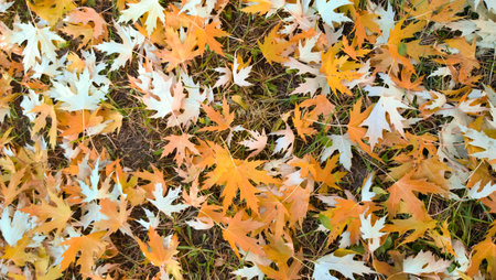 background image of maple leaves on the grass .の写真素材